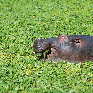 South Luangwa - Hippo in nile cabbage
